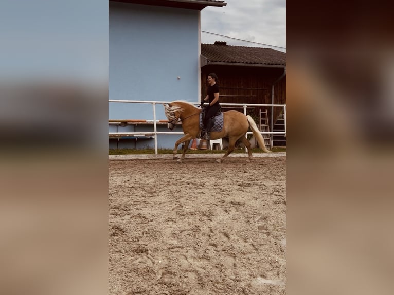 Haflinger Mare 13 years 15,1 hh  in Pennewang