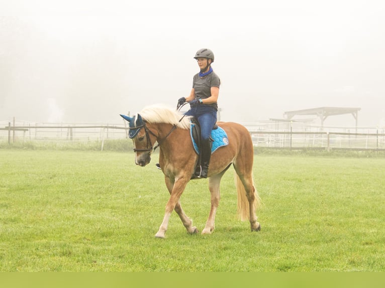Haflinger Mare 13 years 15,1 hh in Deggendorf