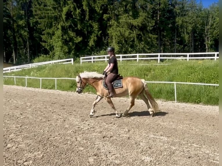 Haflinger Mare 13 years 15,2 hh Chestnut-Red in Pelmberg