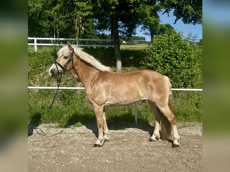 Haflinger Mare 13 years 15,2 hh Chestnut-Red in Pelmberg