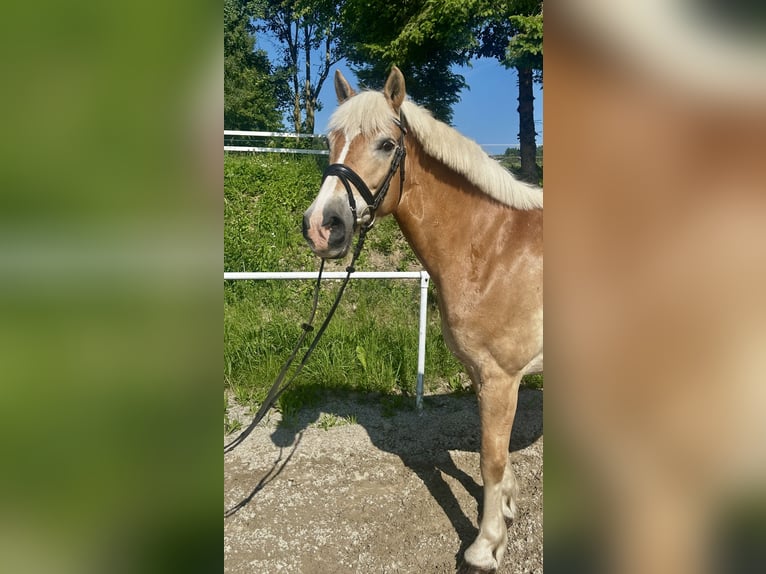 Haflinger Mare 13 years 15,2 hh Chestnut-Red in Pelmberg