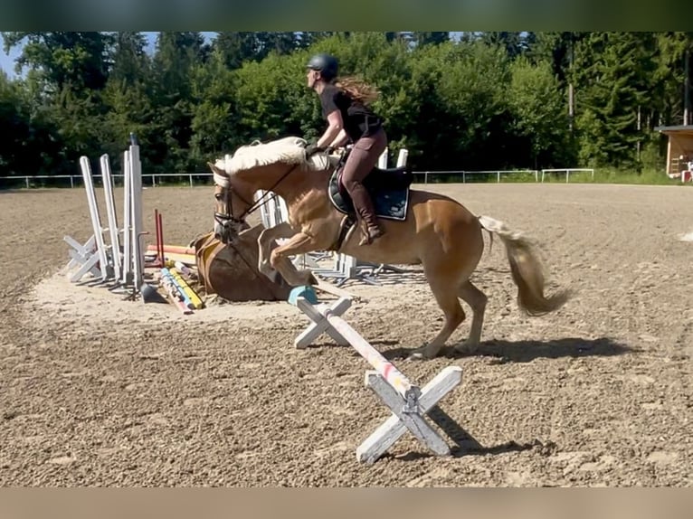 Haflinger Mare 13 years 15,2 hh Chestnut-Red in Pelmberg