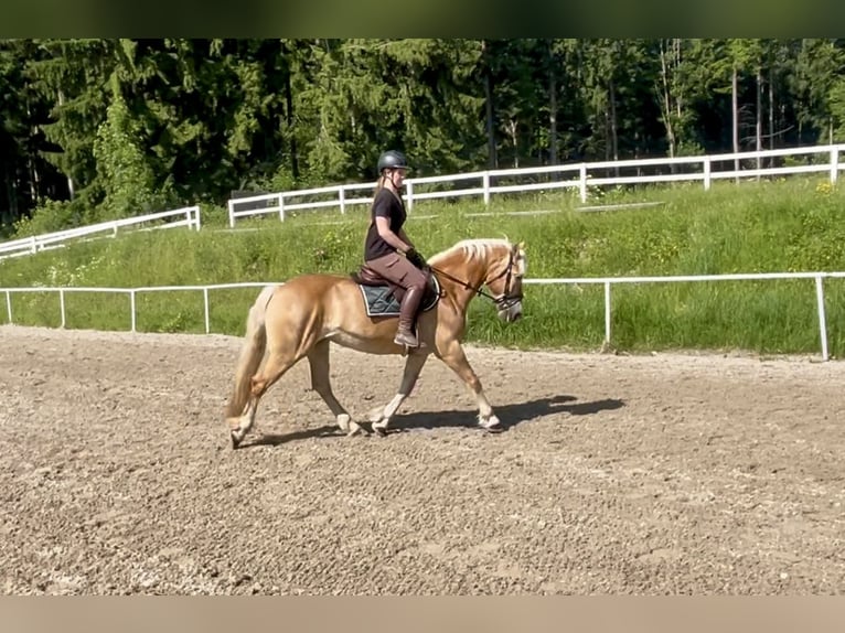 Haflinger Mare 13 years 15,2 hh Chestnut-Red in Pelmberg