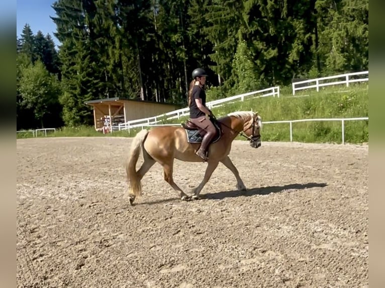 Haflinger Mare 13 years 15,2 hh Chestnut-Red in Pelmberg