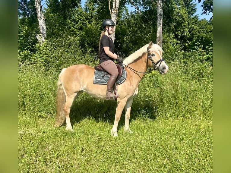 Haflinger Mare 13 years 15,2 hh Chestnut-Red in Pelmberg