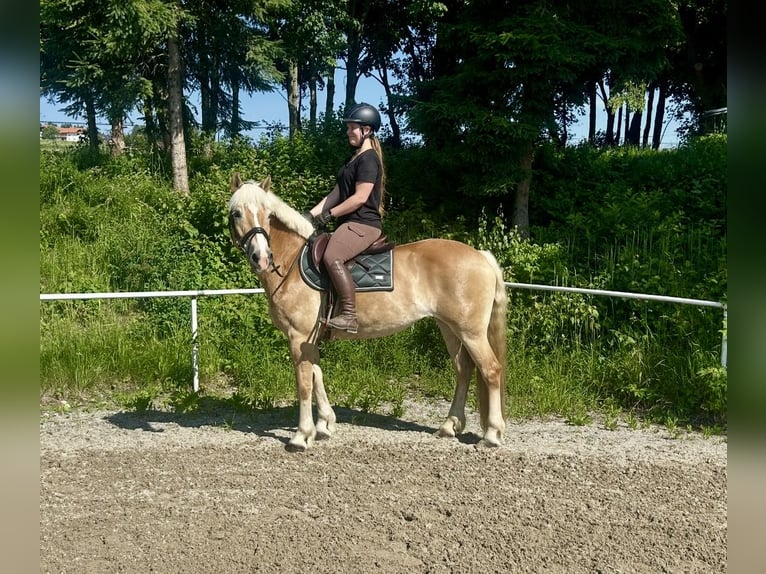 Haflinger Mare 13 years 15,2 hh Chestnut-Red in Pelmberg