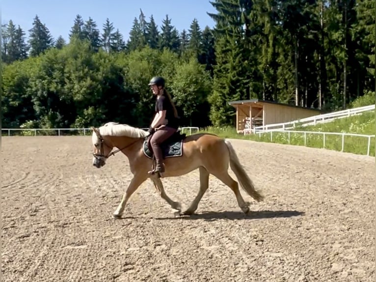 Haflinger Mare 13 years 15,2 hh Chestnut-Red in Pelmberg