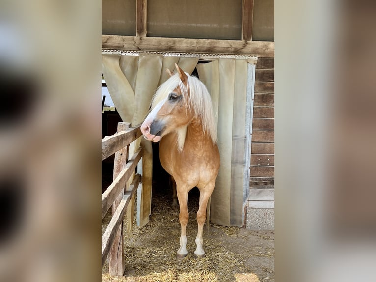 Haflinger Mare 13 years 15,2 hh in Schwalmtal