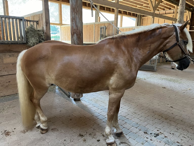 Haflinger Mare 13 years 15,2 hh in Schwalmtal