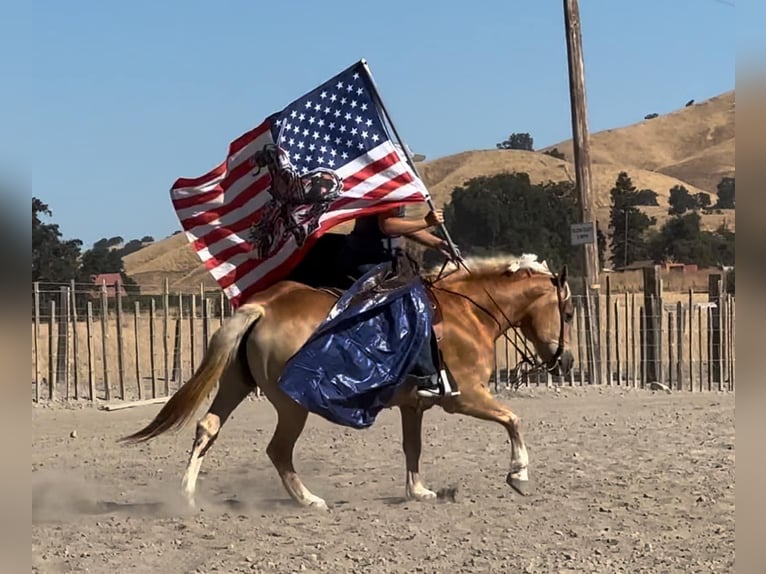 Haflinger Mare 13 years Chestnut in Bitterwater CA