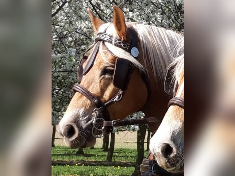 Haflinger Mare 14 years 14.1 hh  in Wendelsheim