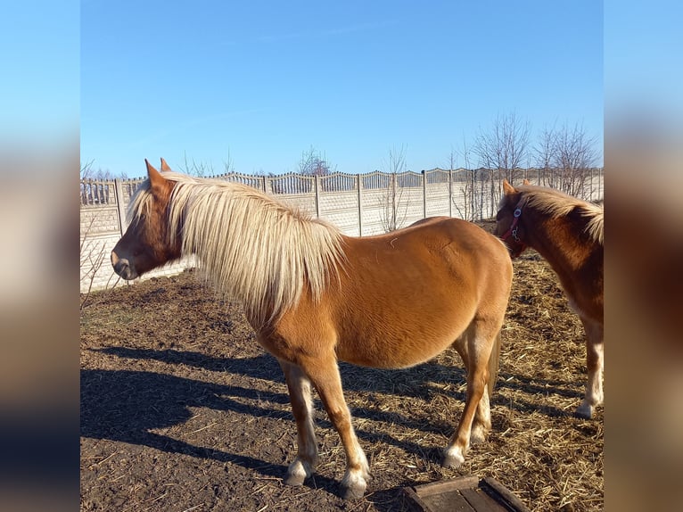 Haflinger Mare 14 years 14,1 hh Chestnut in Opatow