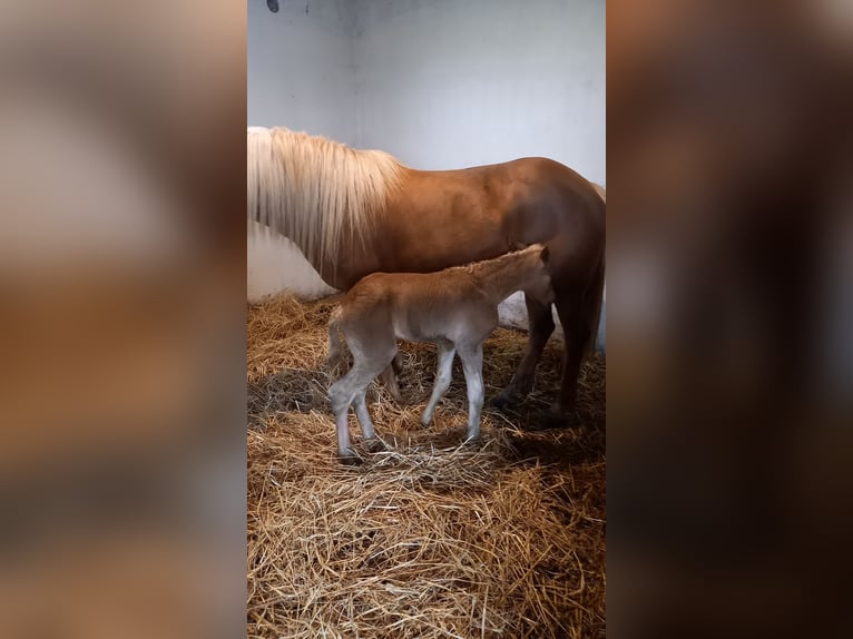 Haflinger Mare 14 years 14,1 hh Chestnut in Opatow