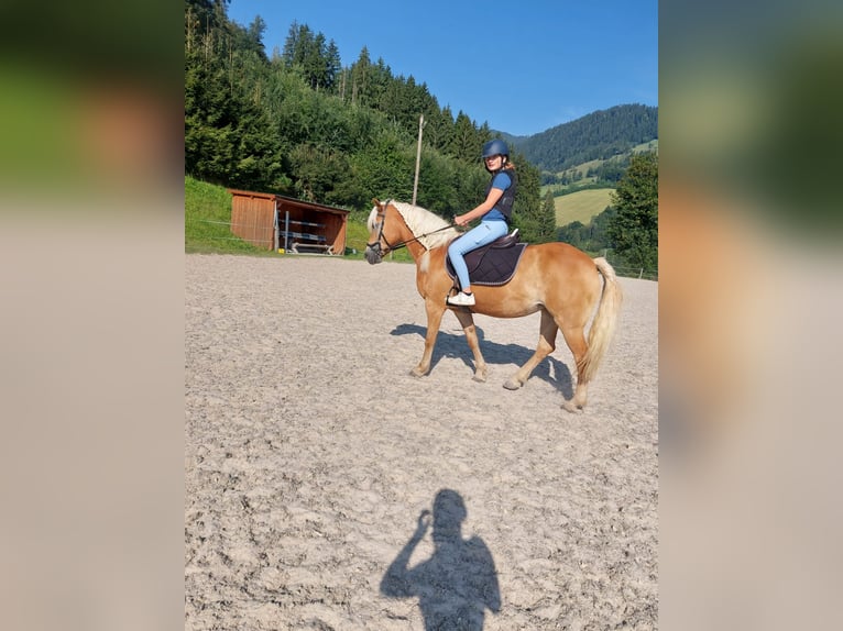 Haflinger Mare 14 years 14.1 hh Chestnut-Red in St. Veit im Pongau