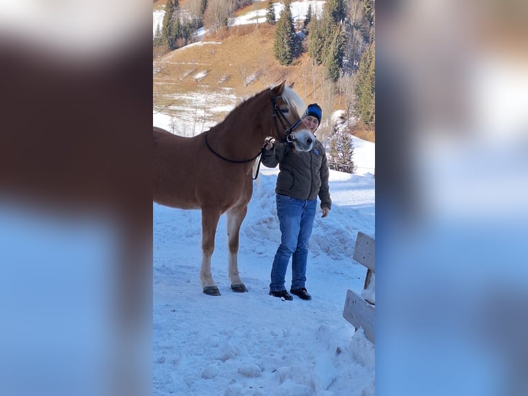 Haflinger Mare 14 years 14.1 hh Chestnut-Red in St. Veit im Pongau