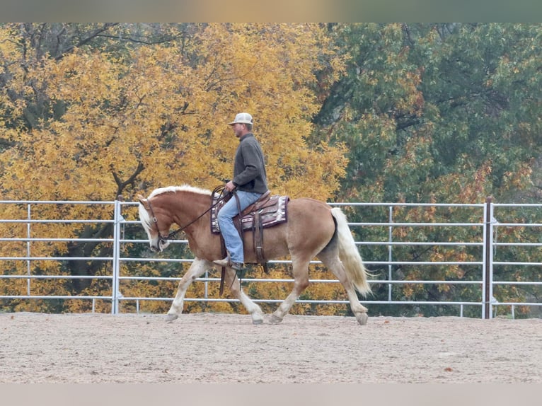 Haflinger Mare 14 years 14,1 hh Chestnut in Purdy, MO
