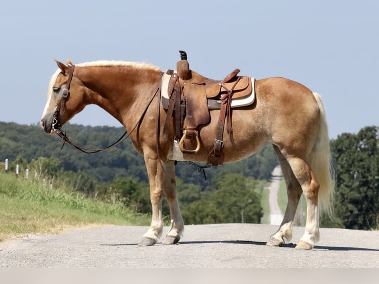 Haflinger Mare 14 years 14,1 hh Chestnut in Purdy, MO