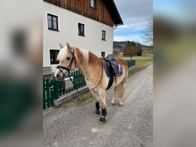 Haflinger Mare 14 years 14,1 hh in St. Oswald