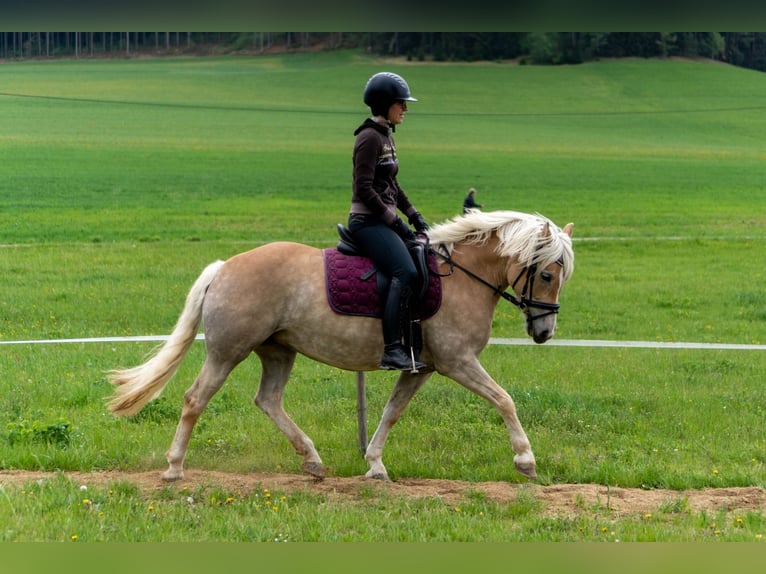 Haflinger Mare 14 years 14,1 hh in St. Oswald