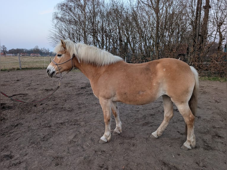 Haflinger Mare 14 years 14.2 hh Chestnut-Red in Uetze