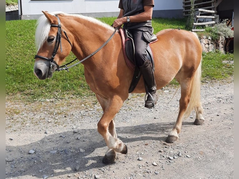 Haflinger Mare 14 years 14,2 hh Chestnut-Red in Nauders