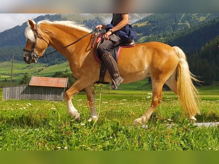 Haflinger Mare 14 years 14,2 hh Chestnut-Red in Nauders
