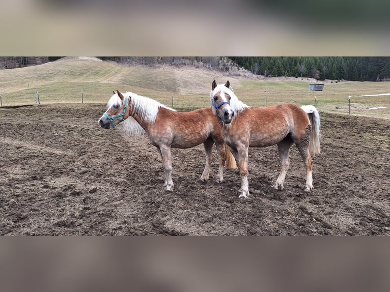 Haflinger Mare 14 years 14.2 hh Chestnut-Red in Namlos