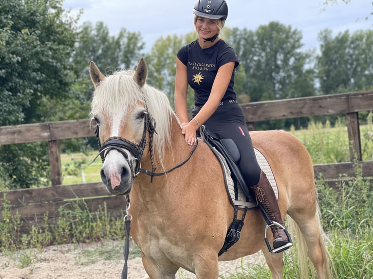 Haflinger Mare 14 years 14,2 hh Chestnut-Red in Trebbin