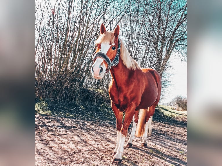 Haflinger Mix Mare 14 years 14,2 hh Chestnut-Red in Schönberg