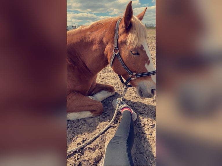 Haflinger Mix Mare 14 years 14,2 hh Chestnut-Red in Schönberg