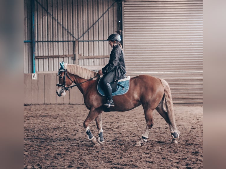 Haflinger Mix Mare 14 years 14,2 hh Chestnut-Red in Schönberg