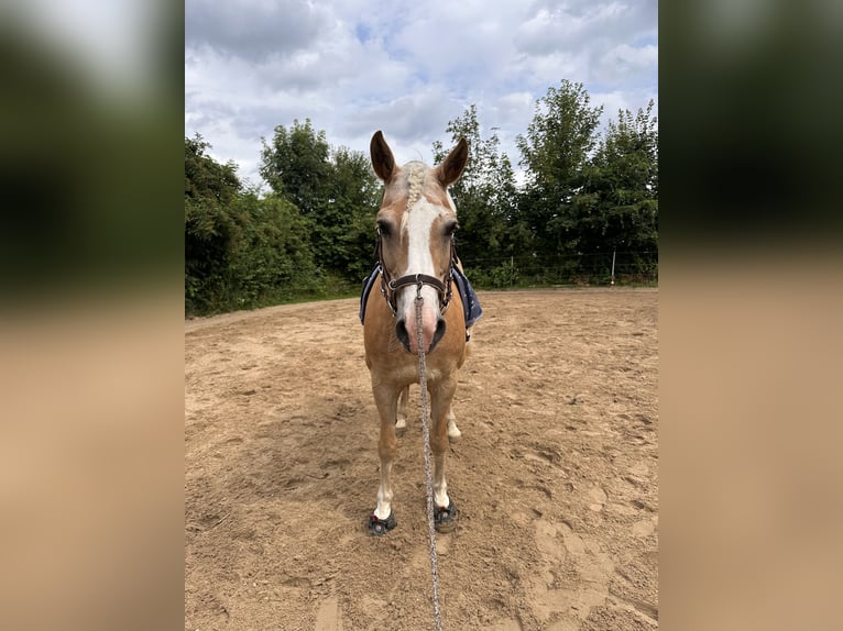 Haflinger Mix Mare 14 years 14.2 hh  in Hameln