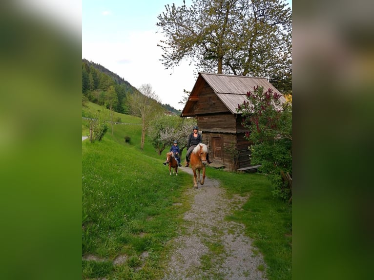 Haflinger Mare 14 years 14,3 hh in Obertilliach