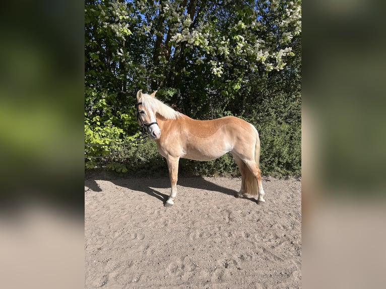 Haflinger Mare 14 years 14 hh Chestnut-Red in Wunstorf