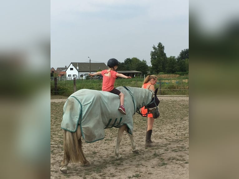 Haflinger Mare 14 years 14 hh in Mechelen