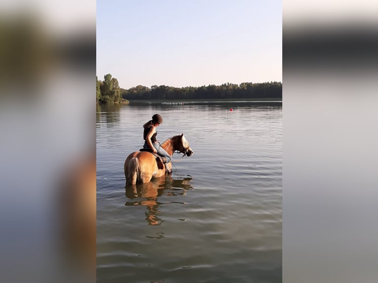 Haflinger Mare 14 years 14 hh in Mechelen