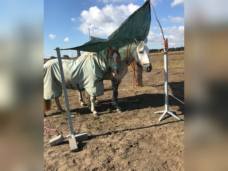 Haflinger Mare 14 years 14 hh in Mechelen