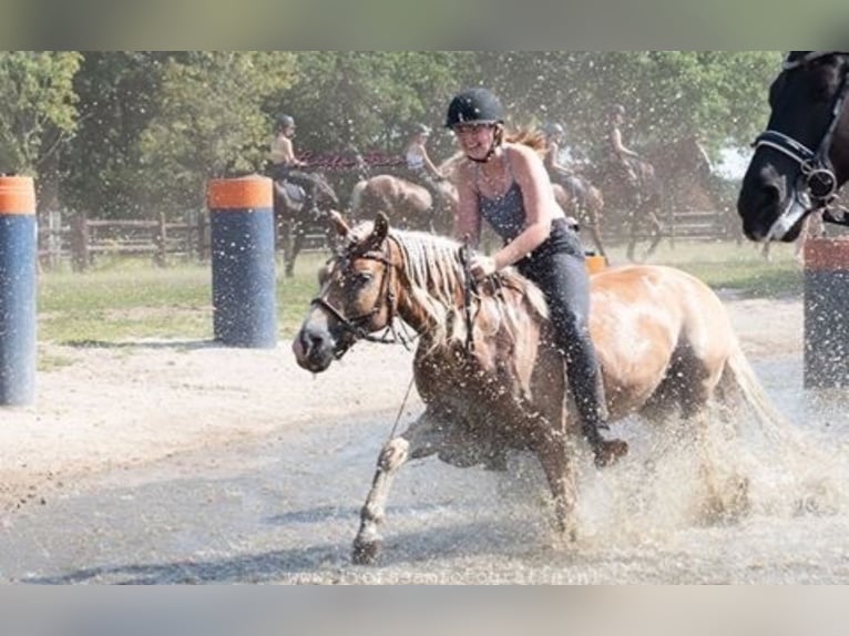 Haflinger Mare 14 years 14 hh in Mechelen