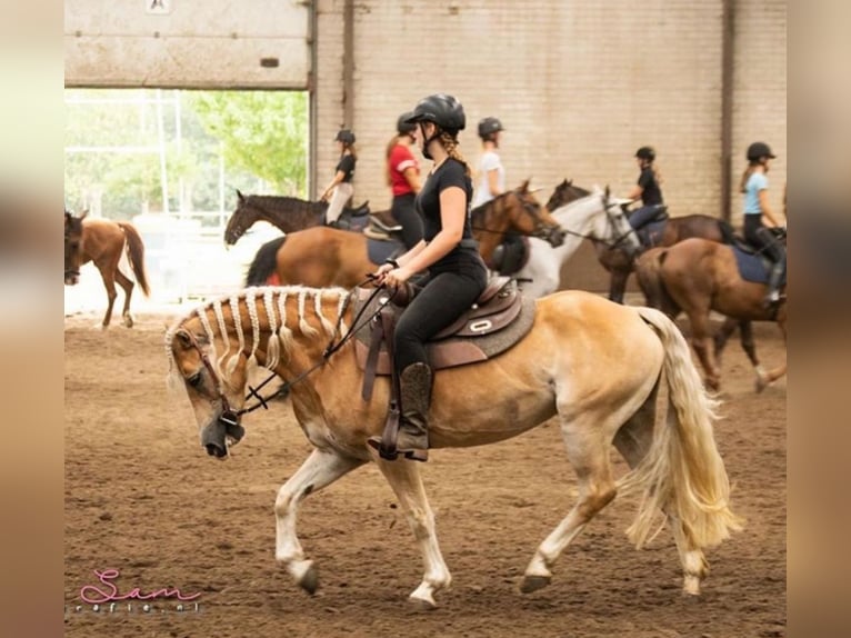 Haflinger Mare 14 years 14 hh in Mechelen