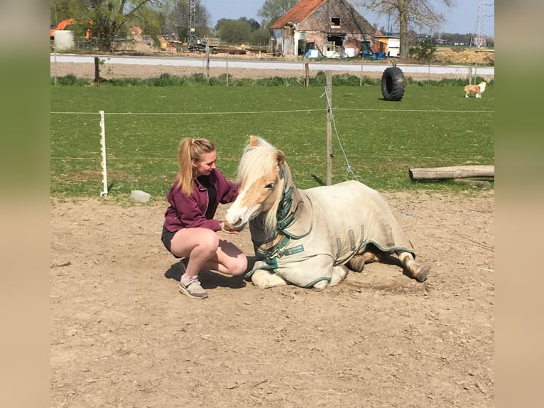 Haflinger Mare 14 years 14 hh in Mechelen