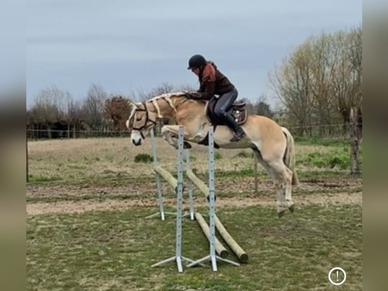 Haflinger Mare 14 years 14 hh in Mechelen