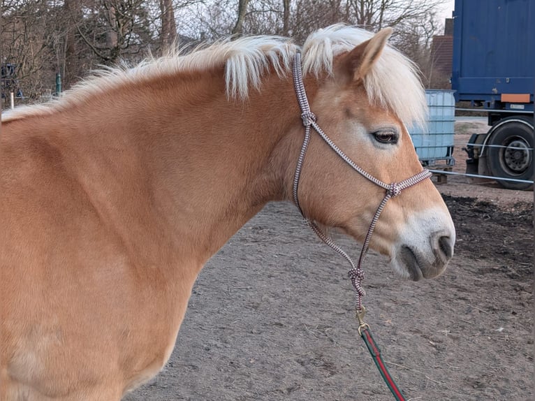 Haflinger Mare 14 years 14,2 hh Chestnut-Red in Uetze