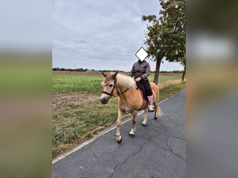 Haflinger Mare 14 years 14,2 hh Chestnut-Red in Uetze