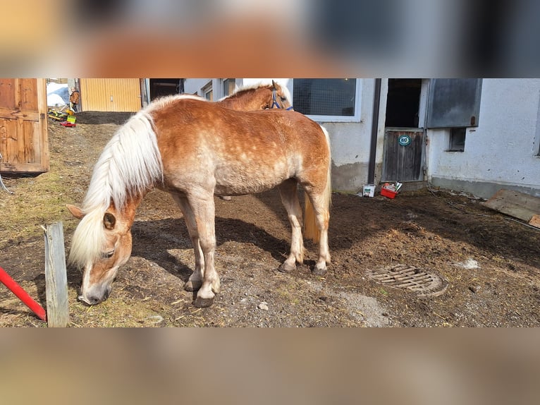 Haflinger Mare 14 years 14,2 hh Chestnut-Red in Namlos