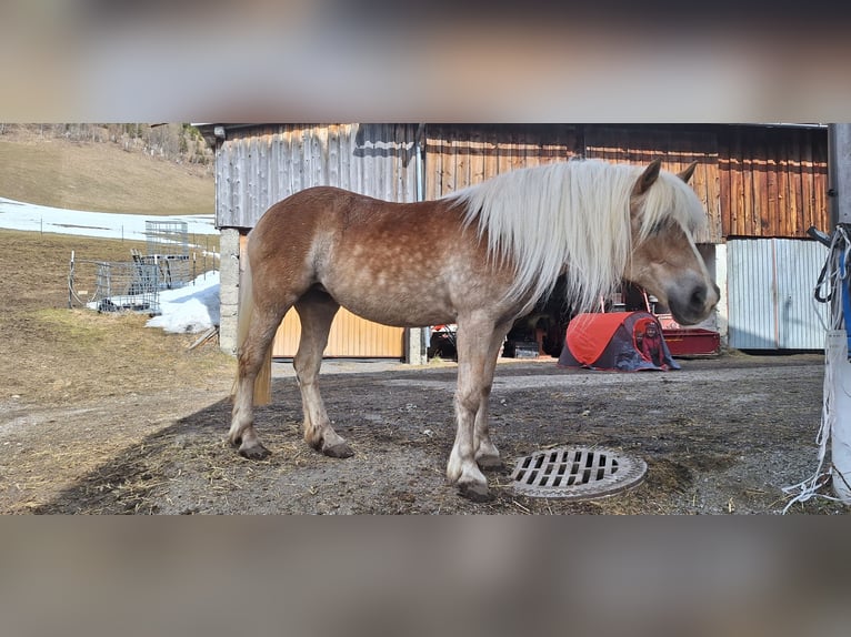 Haflinger Mare 14 years 14,2 hh Chestnut-Red in Namlos