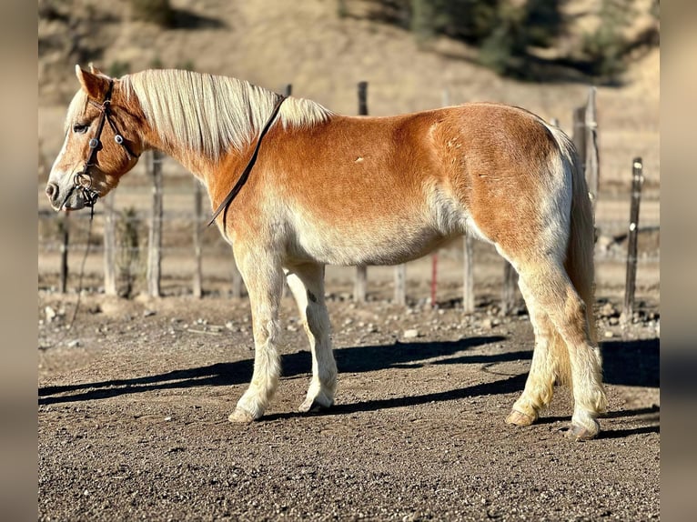 Haflinger Mare 14 years 14,3 hh Chestnut in Bitterwater CA