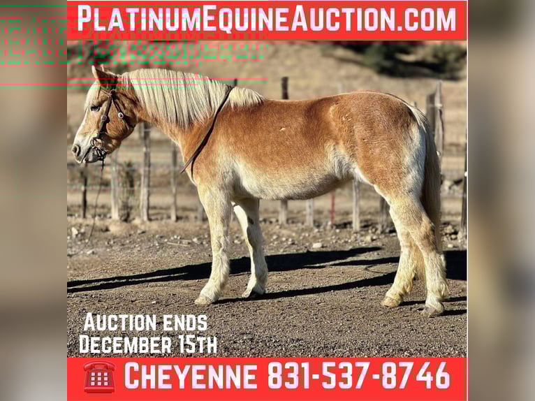 Haflinger Mare 14 years 14,3 hh Chestnut in Bitterwater CA
