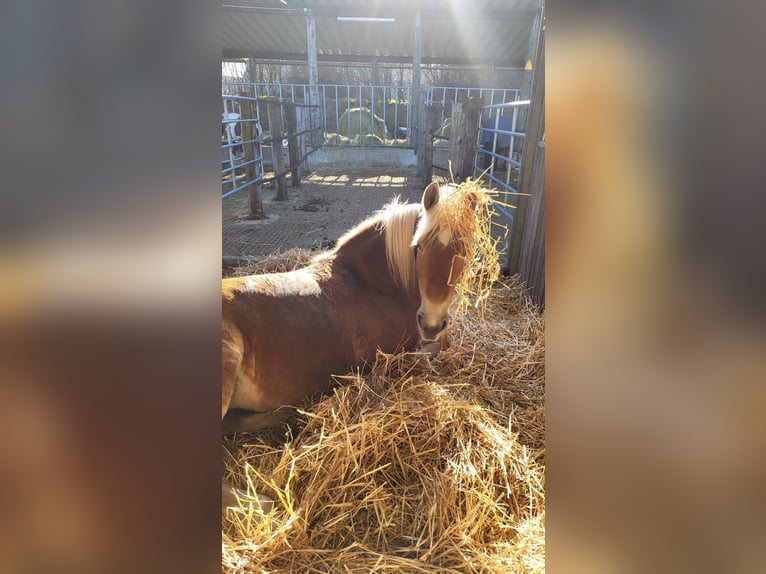 Haflinger Mare 14 years 15 hh Chestnut in Rheinbach