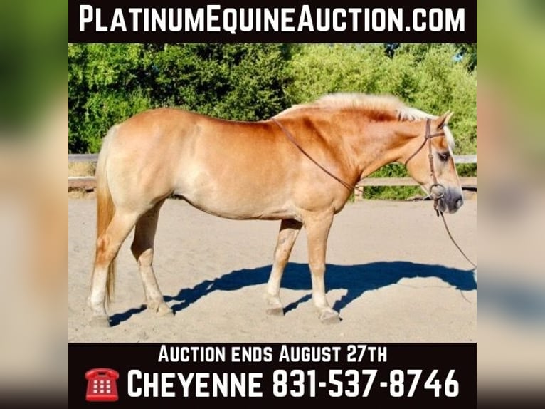 Haflinger Mare 14 years Chestnut in Bitterwater CA