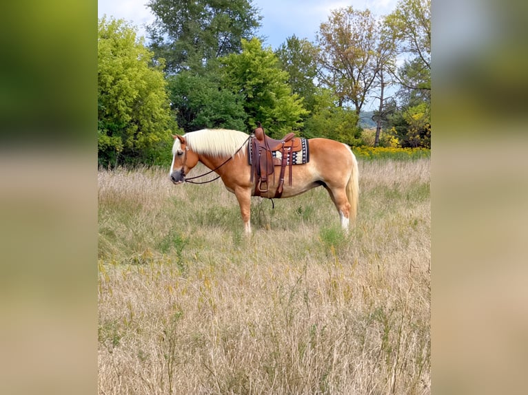 Haflinger Mare 14 years Chestnut in Cannon Falls